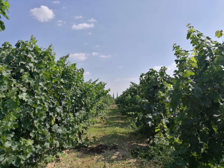 宁夏红寺堡汇达阳光生态酒庄，博斐珑葡萄酒！诚邀您来成为合作人！微信号：xilongzh