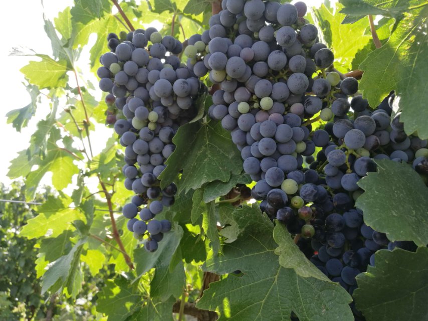 宁夏红寺堡汇达阳光生态酒庄，博斐珑葡萄酒！诚邀您来成为合作人！微信号：xilongzh