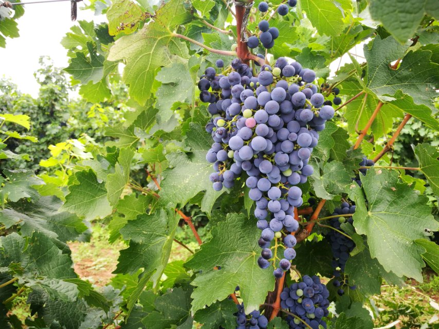 宁夏红寺堡汇达阳光生态酒庄，博斐珑葡萄酒！诚邀您来成为合作人！微信号：xilongzh